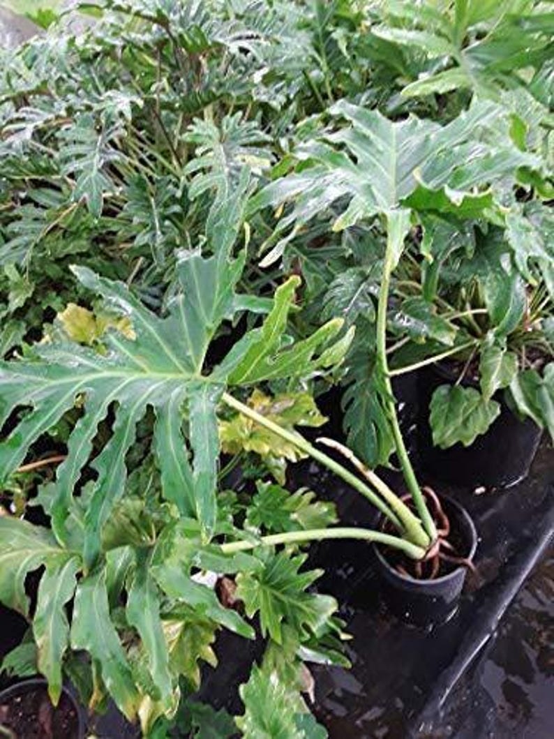 Philodendron Selloum Plant - 1ft Tall Houseplant in 6" Pot - Tropical Indoor & Outdoor Greenery - Philodendron bipinnatifidum