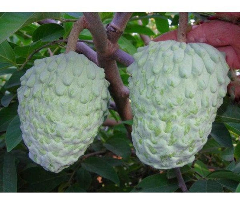Atemoya AP2 Fruit Tree Grafted Live Plant – 2-3 Feet Tall, 3-Gallon Pot, Annona squamosa x cherimola Hybrid