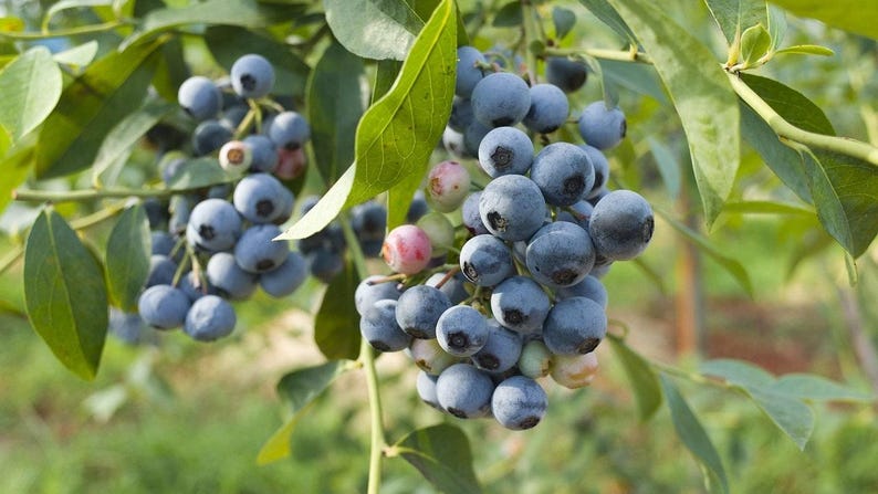 Blueberry Plant in 6-Inch Pot | Biloxi Southern Highbush Vaccinium corymbosum for Warm Climates