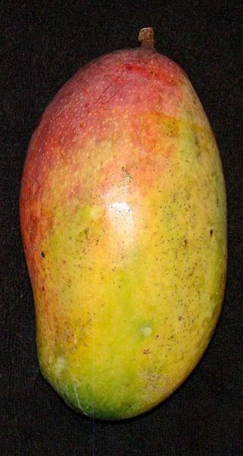 Valencia Pride Mango Tree Grafted 6" Pot - Sweet Tropical Fruit - Mangifera indica