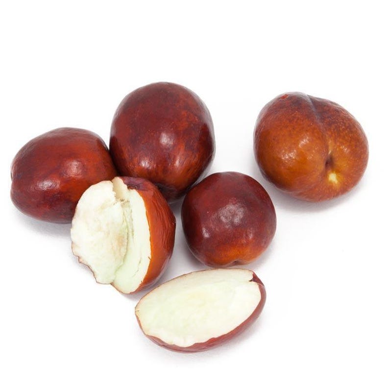 Li Jujube Tree 3 Ft Grafted in 3 Gal Pot – Large Fruit Ziziphus jujuba for Zones 5-10