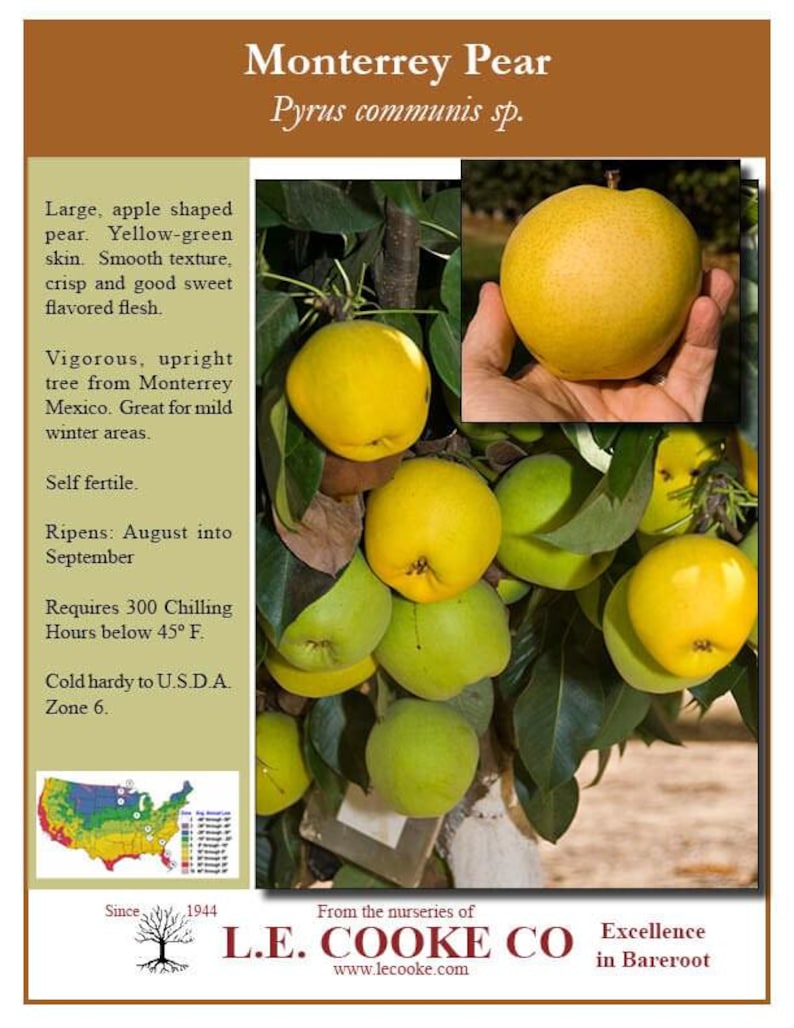 Monterey Pear Tree Live Plant in 6-Inch Pot – Pyrus communis ‘Monterey’ – Fruit-Bearing Tree for Garden or Patio