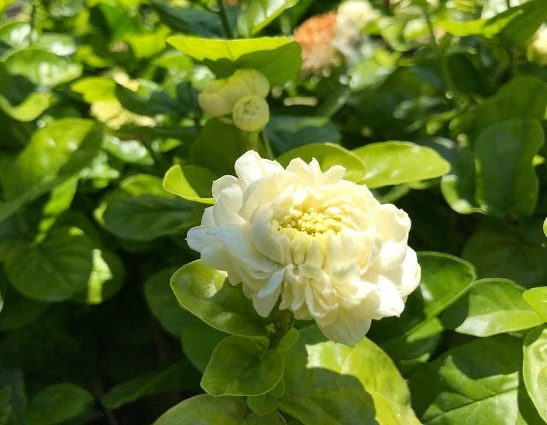 Grand Duke Jasmine Plant - 1-2 Feet Tall - 3 Gallon Pot - Jasminum sambac - Fragrant White Flowers Indoor Outdoor Shrub