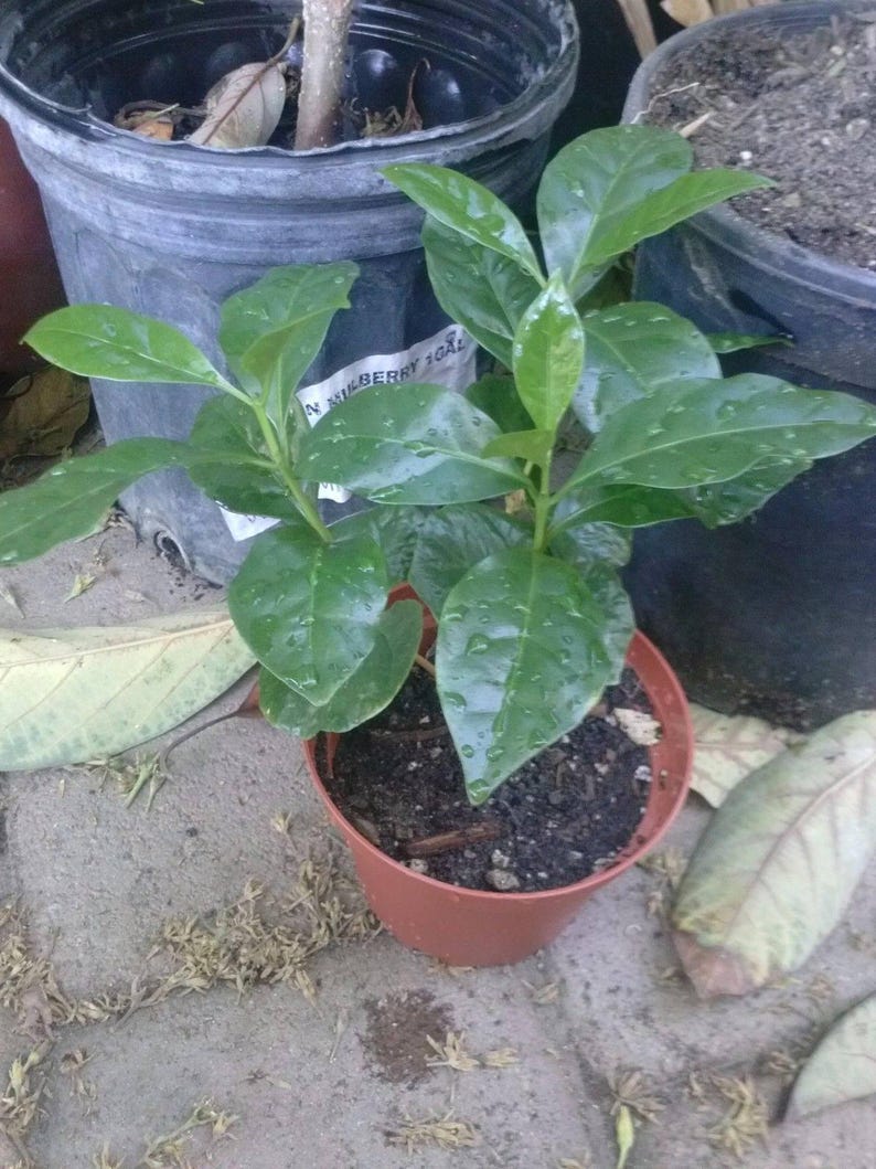 Coffee Bean Plant in 3" Pot | Coffea Arabica Live Indoor & Outdoor Plants | 2-3 Healthy Shrubs