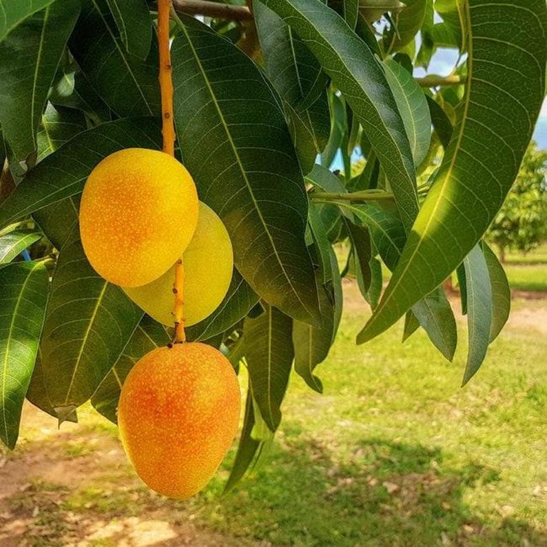 Carrier Mango Tree Live Plant in 6-Inch Pot, Fiberless Mango, Mangifera indica, Easy Care, Compact, Container Garden