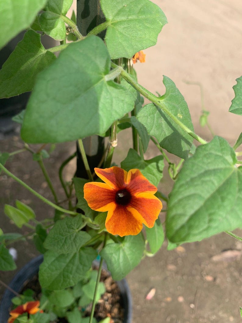 Amber Stripes Thunbergia Alata Vine Live Plant in 6" Pot, Climbing Flowering Plant, Tropical Garden, Fast-Growing Climber
