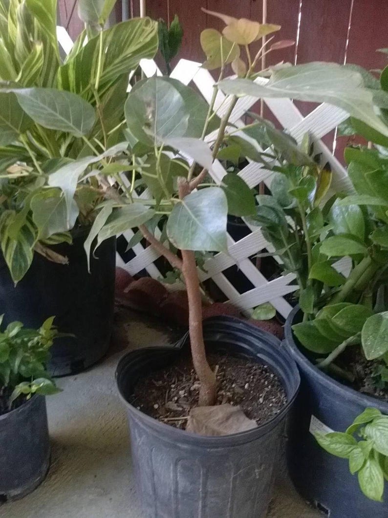 Bodhi Plant Ficus Religiosa - Live Sacred Fig Tree in 3-Gallon Pot - Indoor Outdoor Bonsai-Ready Tree
