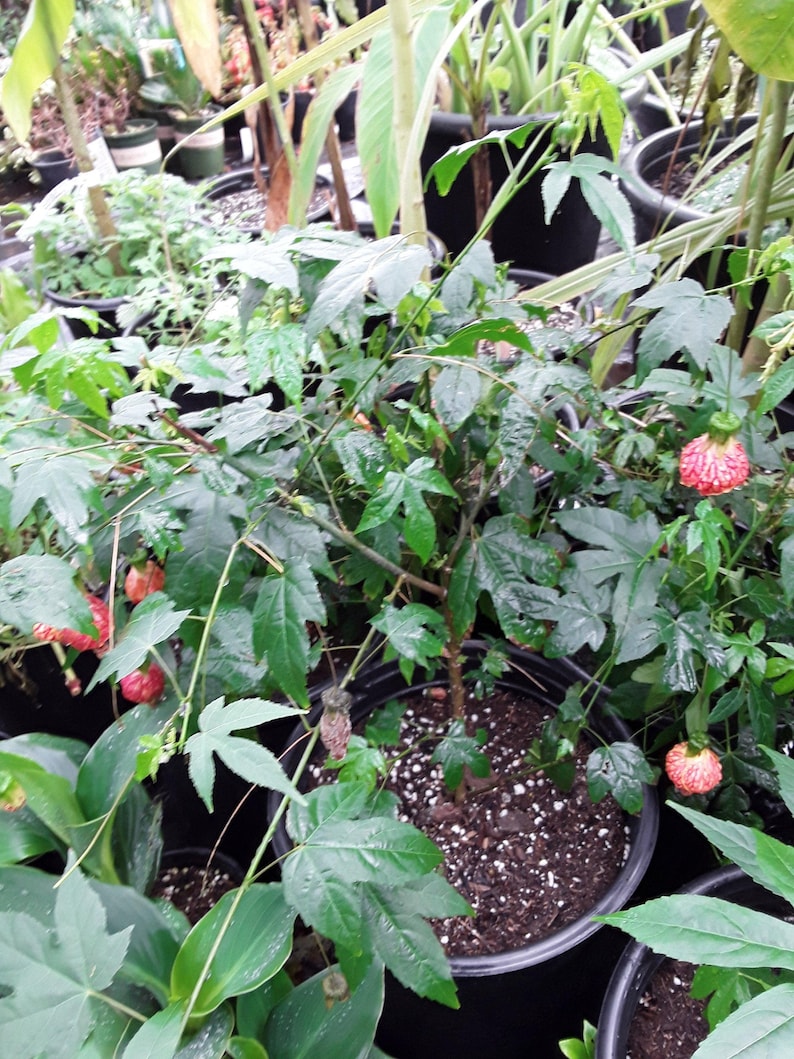 Abutilon 'Tiger Eye' Flowering Maple Live Plant – Bright Yellow Blooms in 3-Gallon Pot