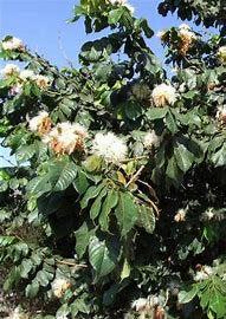 Ice Cream Bean Tree Starter - Bare Root Inga edulis Edible Fruit Shade Tree 8-12 Inches