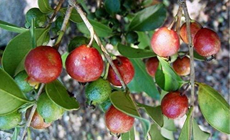 Strawberry Guava Plant in 6" Pot – Psidium cattleianum – Tropical Fruit Shrub – Live Plant with Healthy Roots