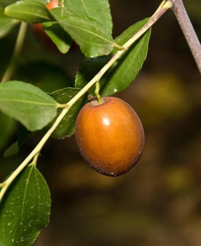 Sugar Cane Jujube Tree - Grafted 3-Gallon Pot - Sweet Fruit Ziziphus jujuba 'Sugar Cane' - 3 to 4 Feet Tall