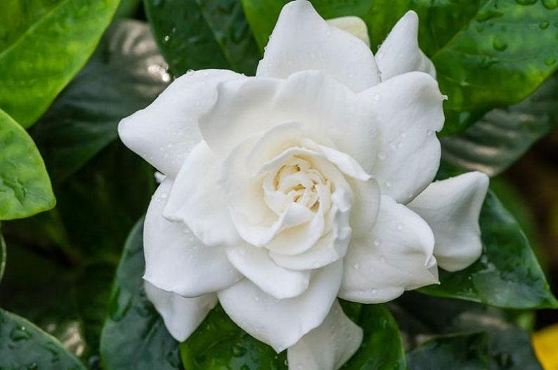 Gardenia Plant in 6-Inch Pot | Fragrant White Flowers | Evergreen Shrub | Gardenia jasminoides 'Veitchii'