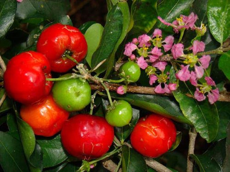 Barbados Cherry Live Plant in 3-Gallon Pot, Malpighia emarginata, Tropical Fruit, High Vitamin C, Pink Flowers