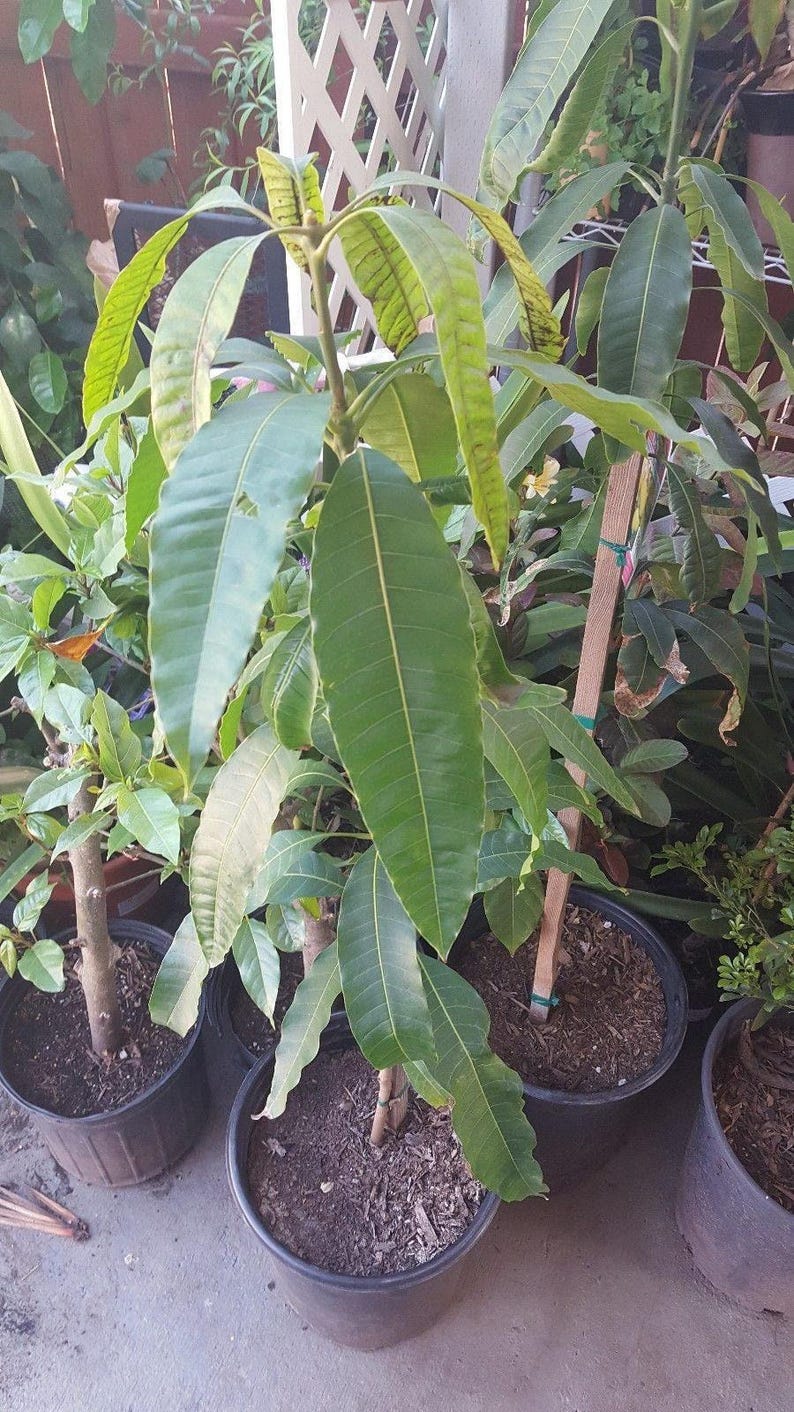 Grafted Valencia Pride Mango Tree - 1 Ft Live Plant in 6" Pot - Mangifera indica - Tropical Fruit Tree