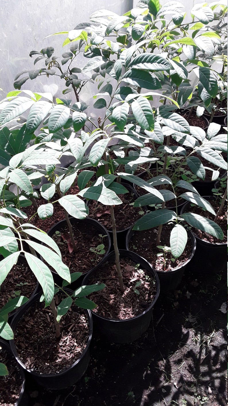 Longan Live Plant 1-2 Feet Tall - Air Layered Tree in 1 Gallon Pot - Dimocarpus longan