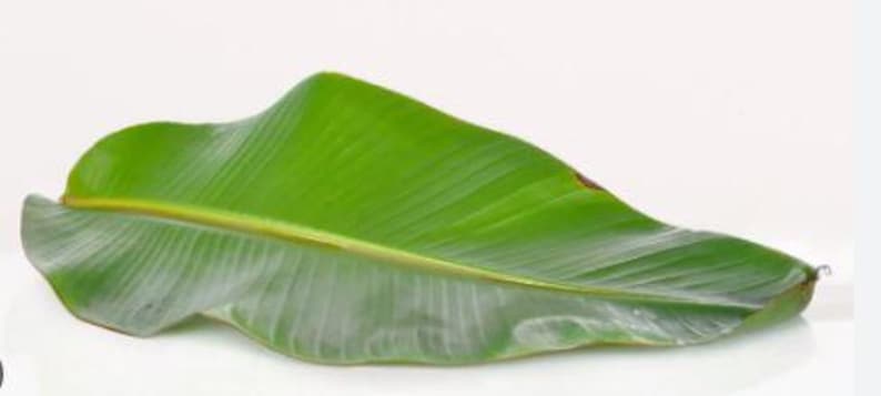 Organic Fresh Banana Leaves 1 LB - Handpicked Large Size Musa acuminata for Culinary, Crafting & Decoration