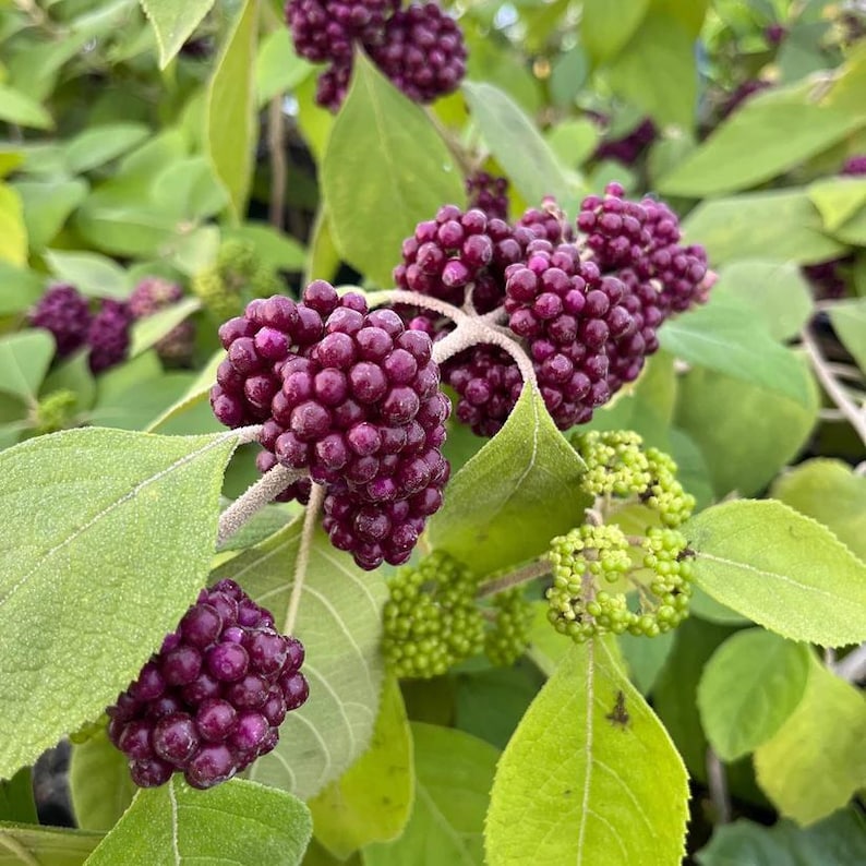 Mexican Beautyberry Live Plant 4" Pot, Black Beautyberry (Callicarpa acuminata) for Zones 8-10, Full Sun to Part Shade