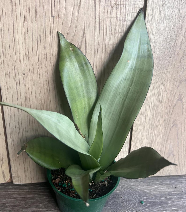 Sansevieria Moonshine Snake Plant in 4" Pot - Low Maintenance Indoor Air Purifier