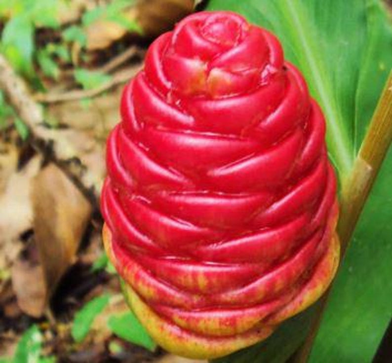 Shampoo Ginger Plant in Half Gallon Pot - Organic Zingiber zerumbet, Easy to Grow, Tropical Foliage, Perennial Garden Plant