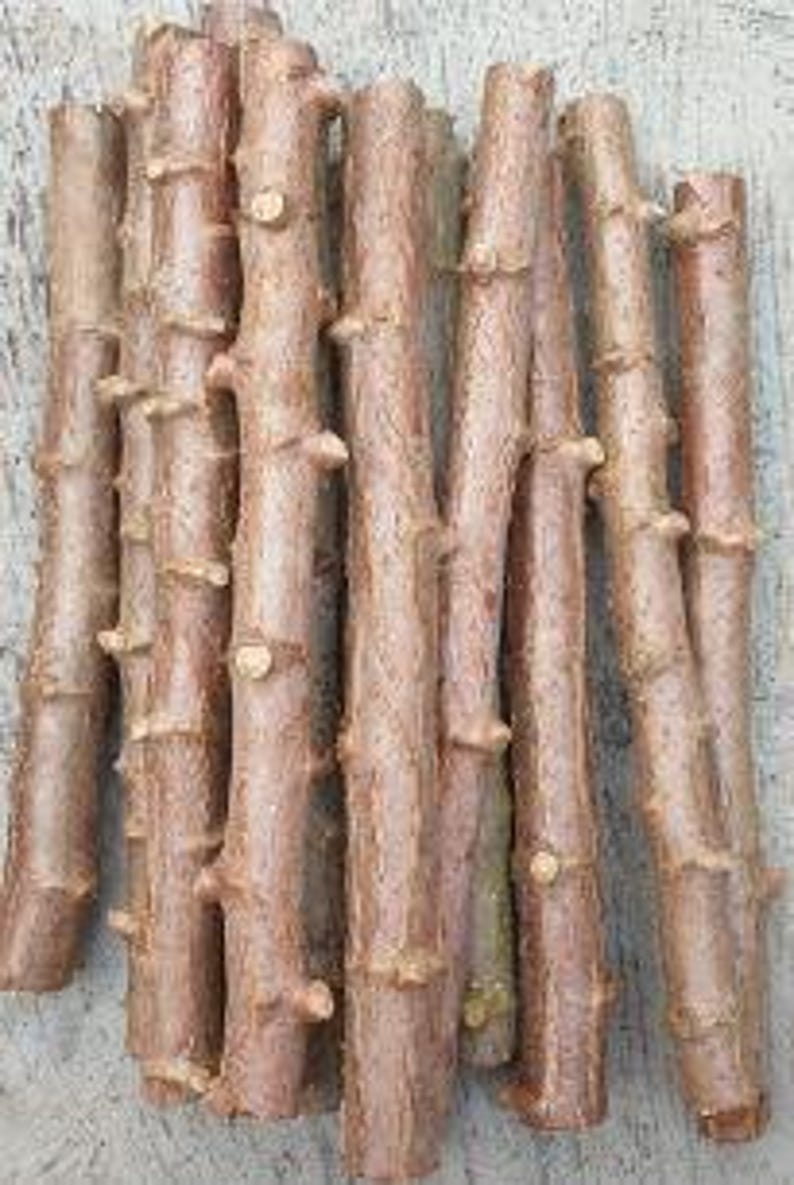 Yucca Cassava Cuttings 5 Pack - Manihot esculenta Propagation Plants for Indoor & Outdoor Gardening
