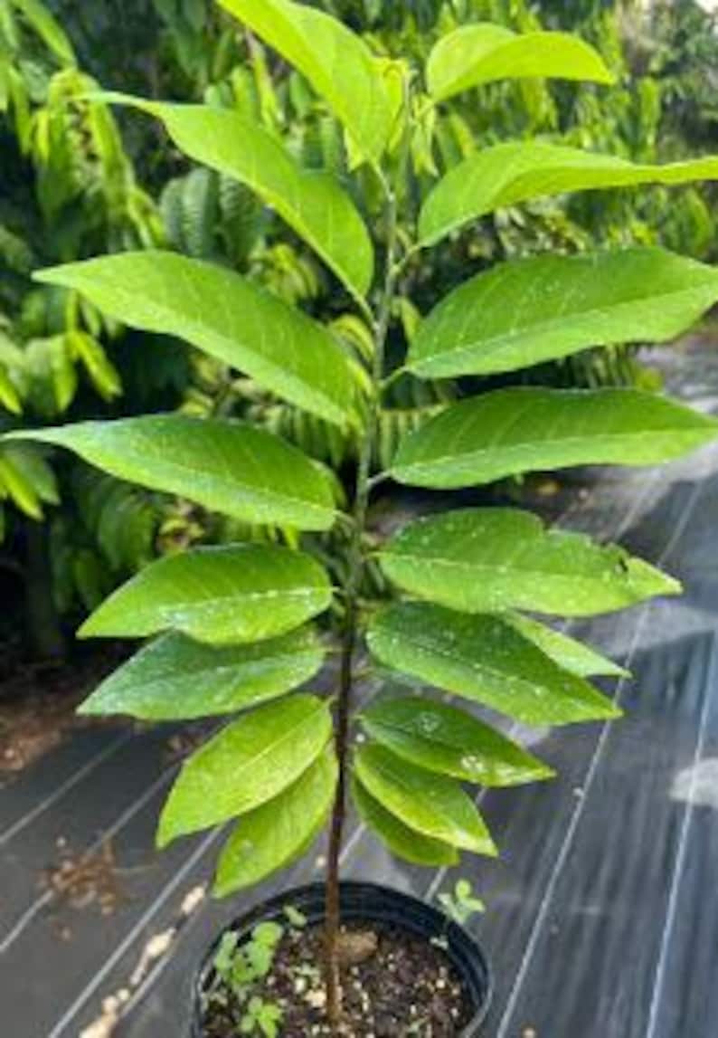 Organic Sugar Apple Custard Apple Plant - 1 Gallon Pot, Annona Squamosa, Sweetsop Tree, Tropical Fruit, Container Gardening