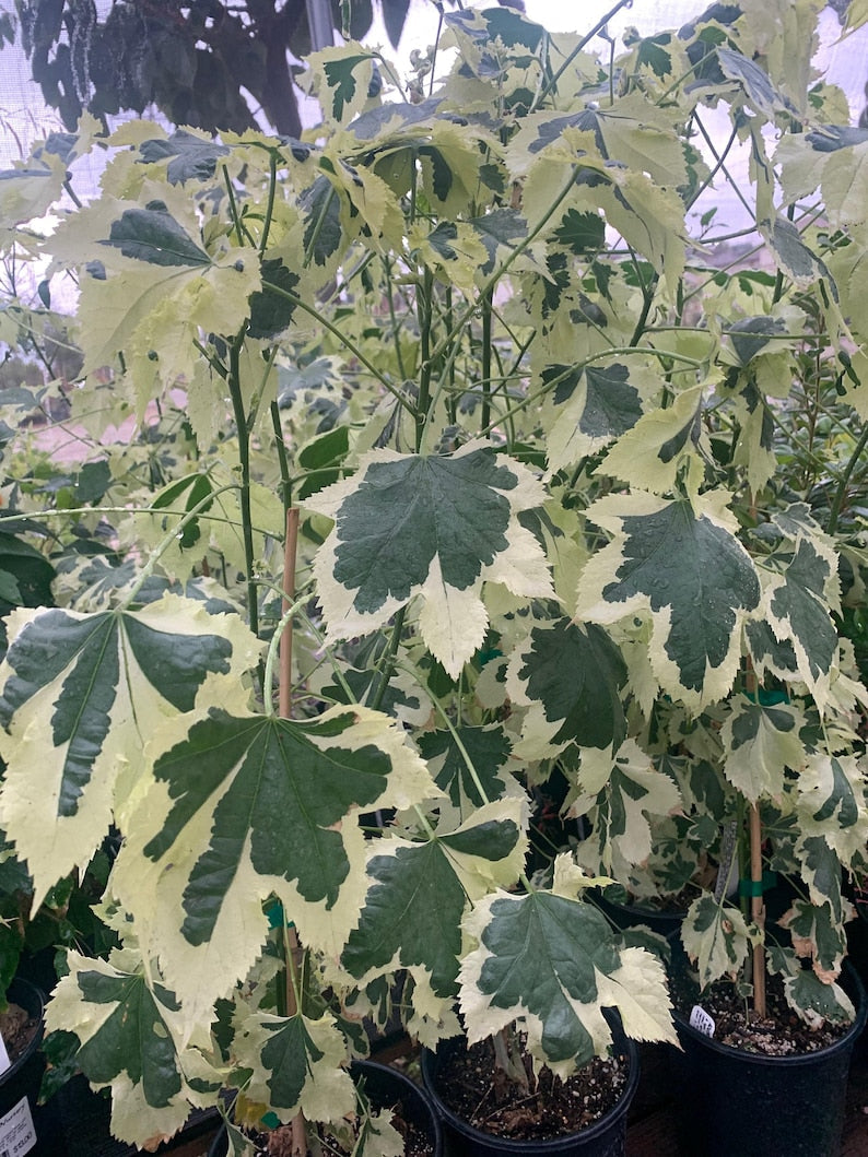 Abutilon 'Savitzii' Plant in 6" Pot – Flowering Indoor/Outdoor Tropical Shrub with Vibrant Bell-Shaped Flowers