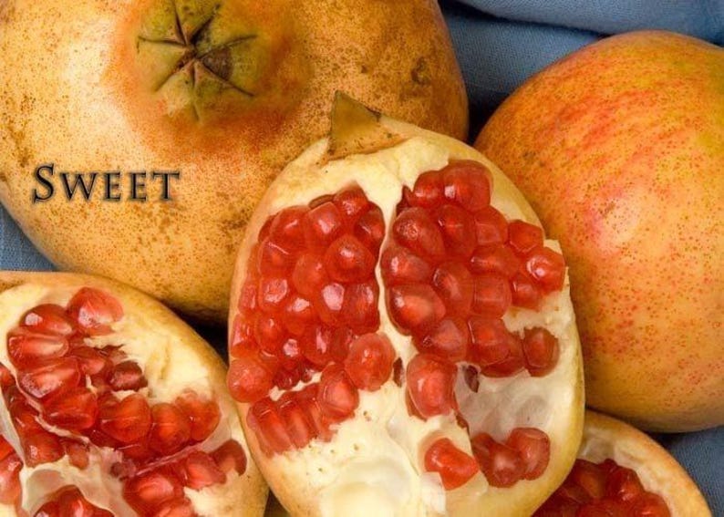 Pomegranate Plant A.C. Sweet 6" Pot - Hardy Edible Fruit Shrub, USDA Zones 6-10