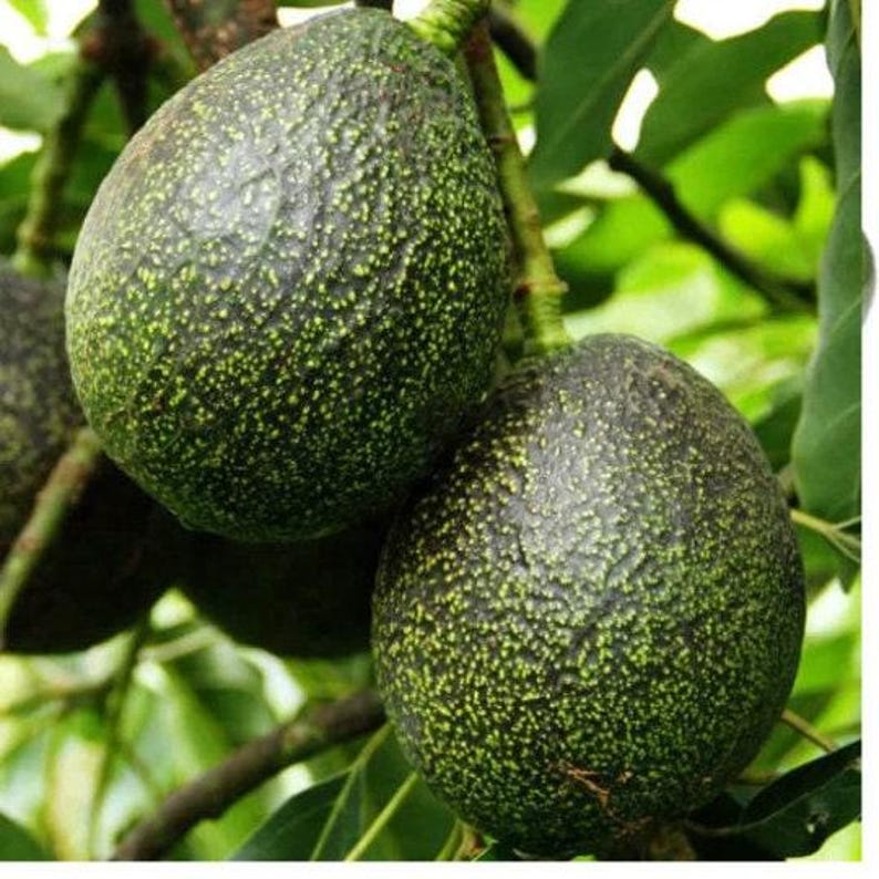Grafted Gem Avocado Tree - 3-4 Feet Tall - Persea americana - Home Garden, Container Planting, Fruit Tree