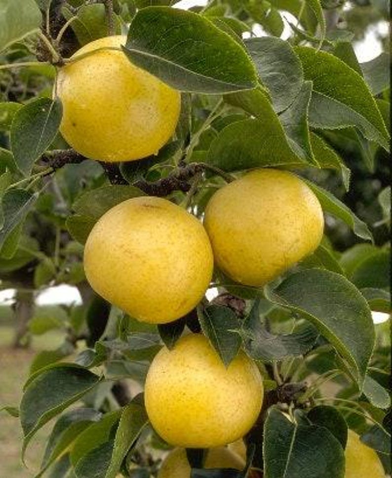 Asian Pear Tree 3-Gallon Pyrus pyrifolia Yellow-Green Skin Fruit, Compact, Full Sun, Garden or Container Plant