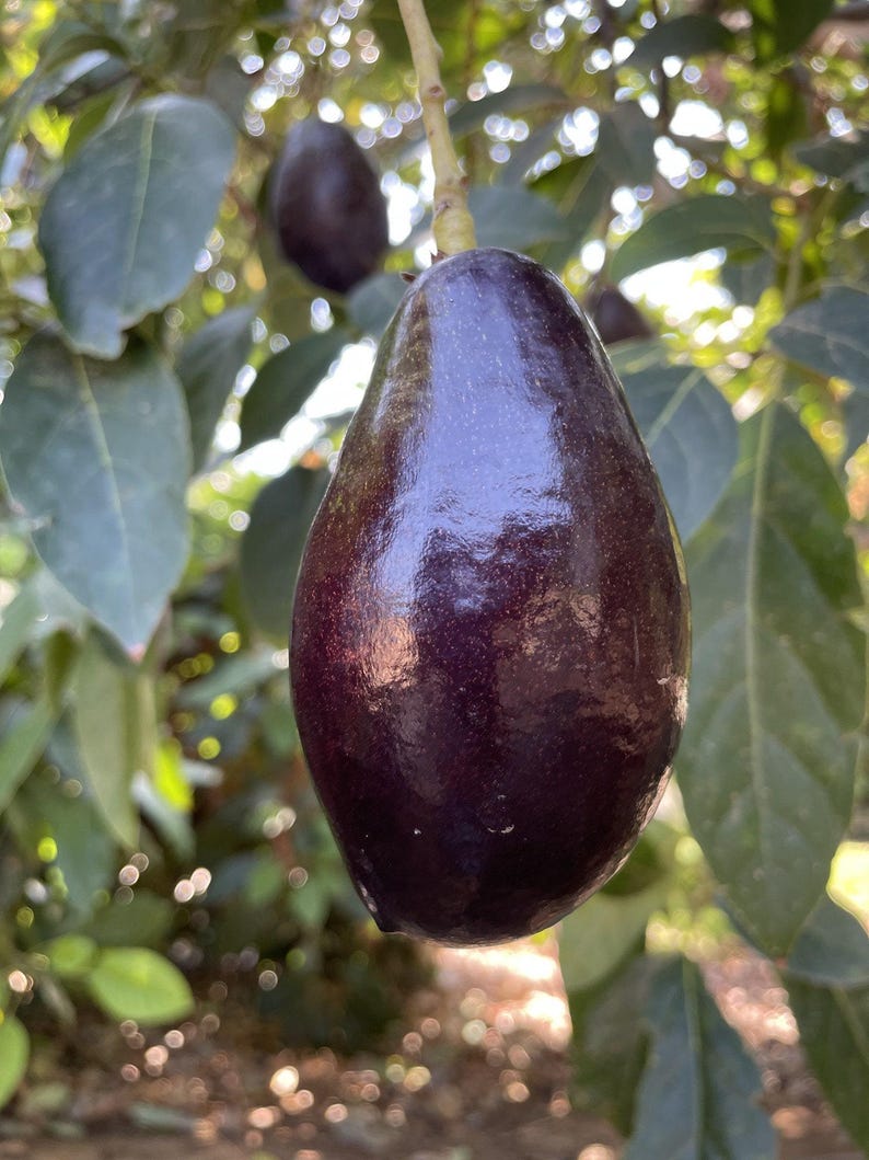 Grafted Mexicola Avocado Tree 3-4 Feet Tall in 3-Gallon Pot Persea americana