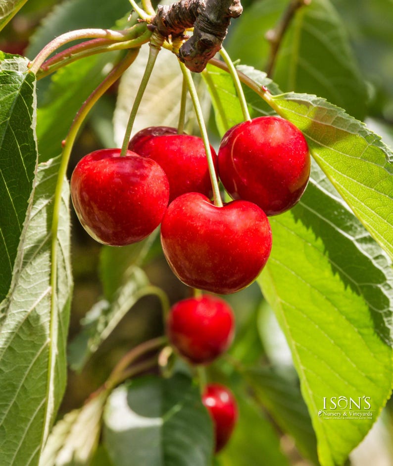 Royal Lee Cherry Tree Grafted 3-Gallon Pot Prunus avium Heart-Shaped Fruit Early-Season Yield