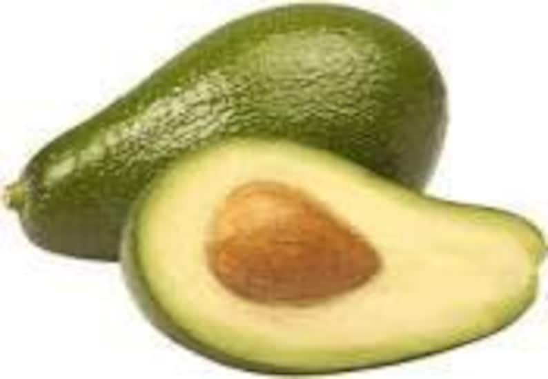 Ettinger Avocado Tree Grafted Plant in 6" Pot - Persea americana - Indoor Outdoor Fruit Tree