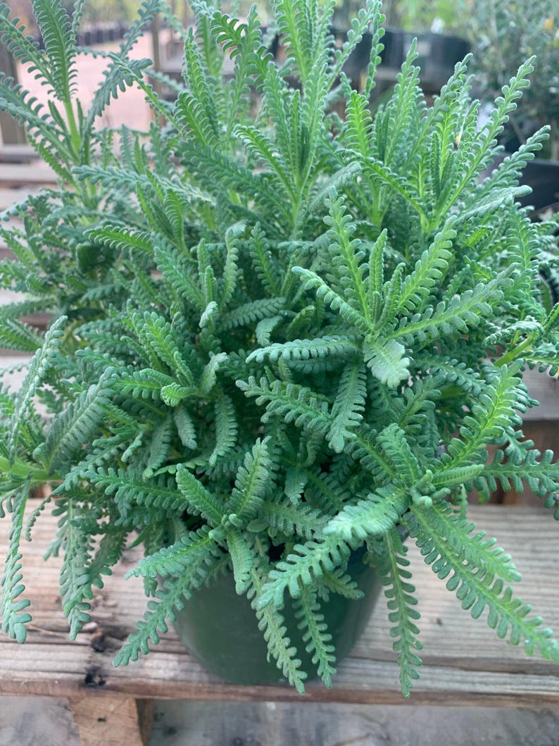 French Lavender Live Plant in 6" Pot - Lavandula dentata, Fragrant Purple Flowers, Drought-Tolerant Perennial