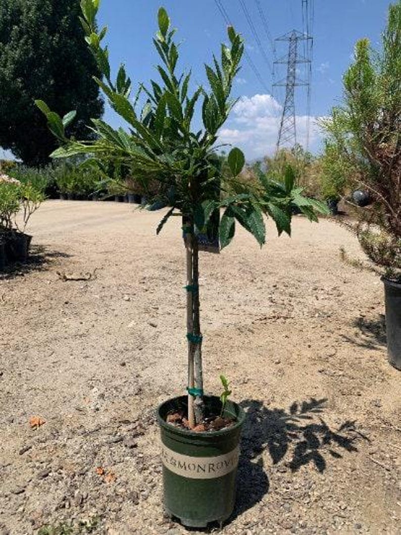 Little Ragu Sweet Bay Plant - Live 6" Pot, Aromatic Foliage, Laurus nobilis, Culinary Herb, Compact Shrub