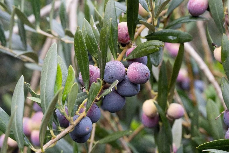 Olive Tree Plant - 6-Inch Pot - Arbequina Variety - Olea europaea - Mediterranean Evergreen for Garden or Container