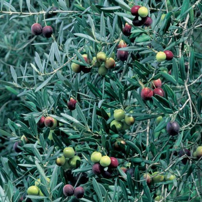 Manzanillo Olive Tree 2ft in 6" Pot Olea europaea for Culinary & Garden Use