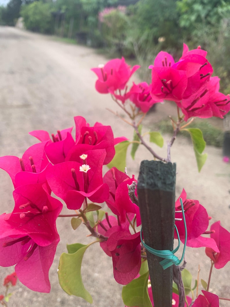 Bougainvillea Live Plant 1-2 ft Magenta Flowering Vine Bougainvillea glabra