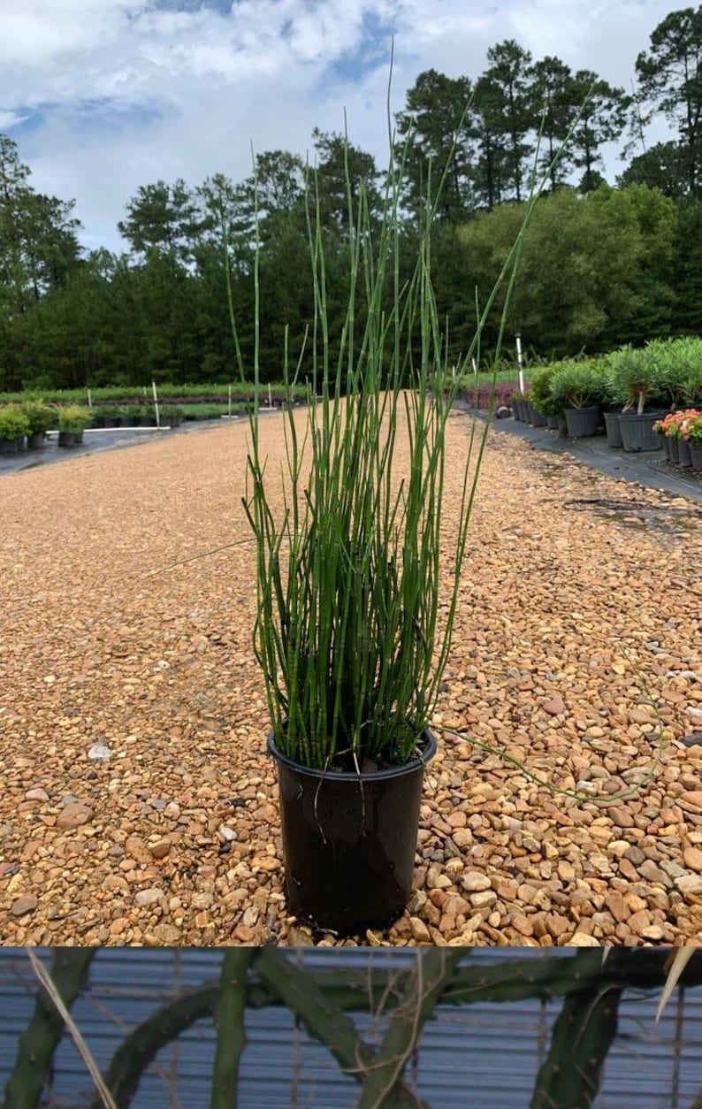 Horsetail Reed Live Plant in 6" Pot – Equisetum Hyemale – Evergreen Perennial for Water Gardens & Wet Areas