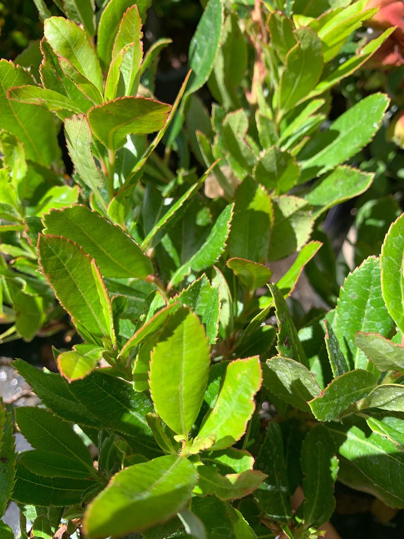 Arbutus unedo Live Plant – Strawberry Tree, Evergreen with White Flowers & Red Berries, 1 ft Tall