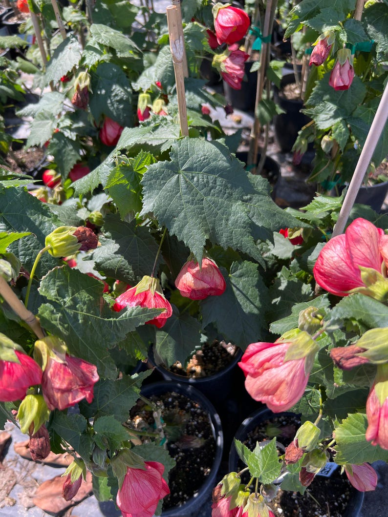 Abutilon 'Jerry’s Red Wax' Plant – 1 Gal Pot – Dark Red Flowers – Hummingbird Friendly – Indoor/Outdoor Garden Shrub