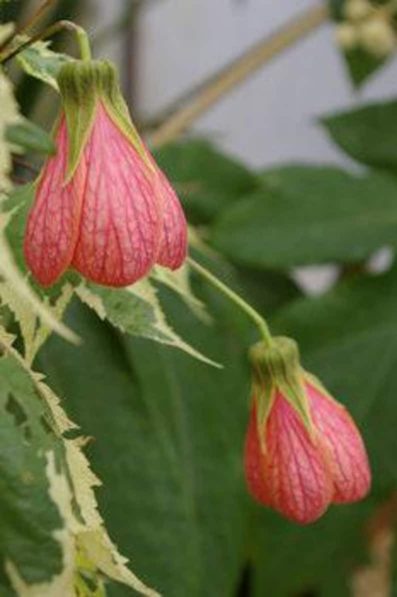 Abutilon Souvenir de Bonn Flowering Plant 1ft Tall in 6" Pot - Indoor & Garden Decorative Maple