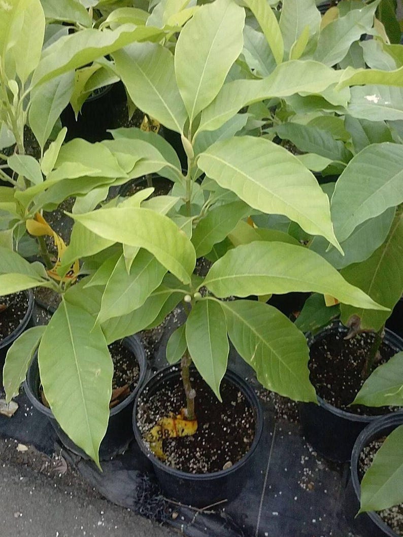 White Champaca Tree - 2-3 ft Grafted Michelia alba with Fragrant White Flowers in 3-Gallon Pot
