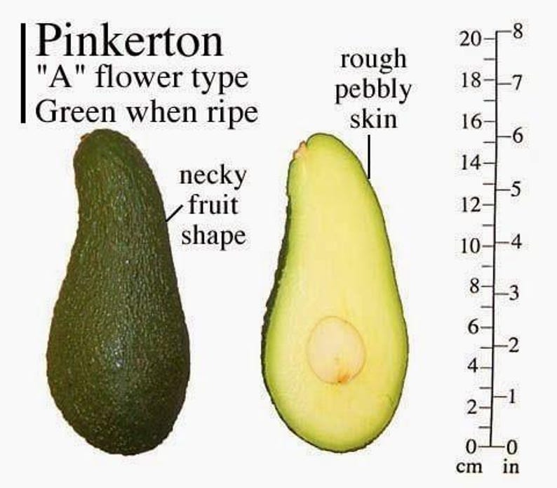 Grafted Pinkerton Avocado Tree - 3-4 Feet Tall - Persea americana - Fruit Producing, Full Sun, Hardy Zones 9-11