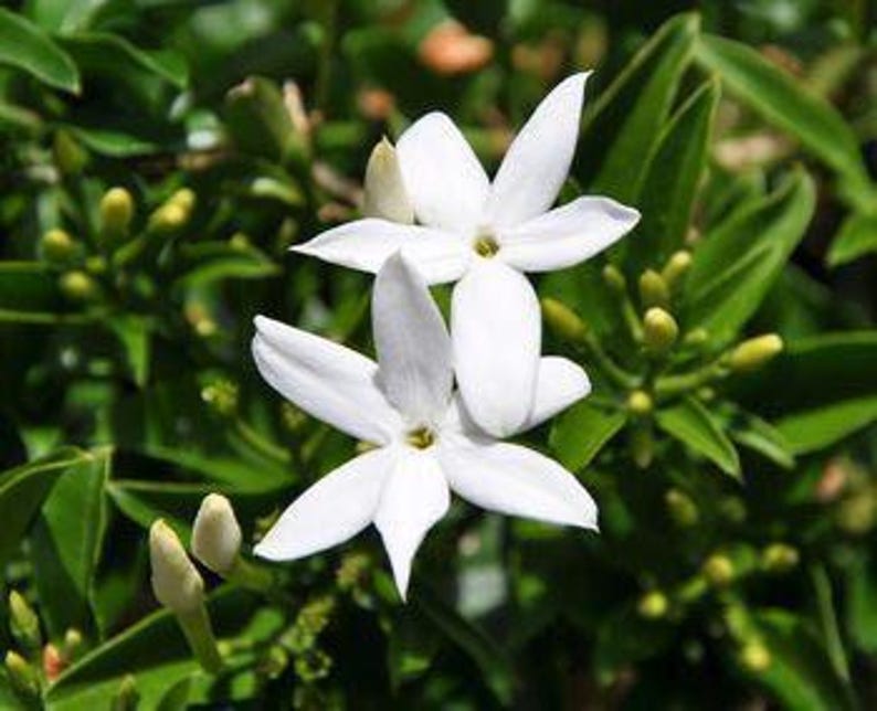 South African Jasmine Plant in 6" Pot | Jasminum angulare | Fragrant Green Foliage & Star-Shaped Flowers