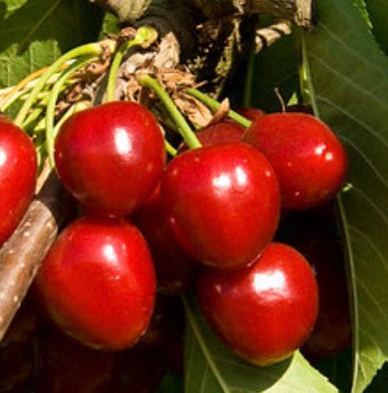 Stella Cherry Tree in Pot 2-3 Ft Dark Red Sweet Fruit Prunus avium Compact Cherry Plant