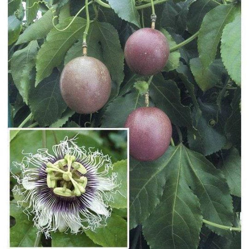 Purple Passion Fruit Plant in 6" Pot | Passiflora edulis with Frilly Flowers & Sweet Edible Fruit