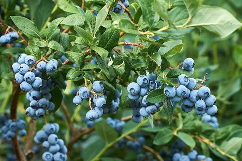 Misty Blueberry Plant in 6-Inch Pot | Vaccinium 'Misty' Blueberries for Home Garden & Containers