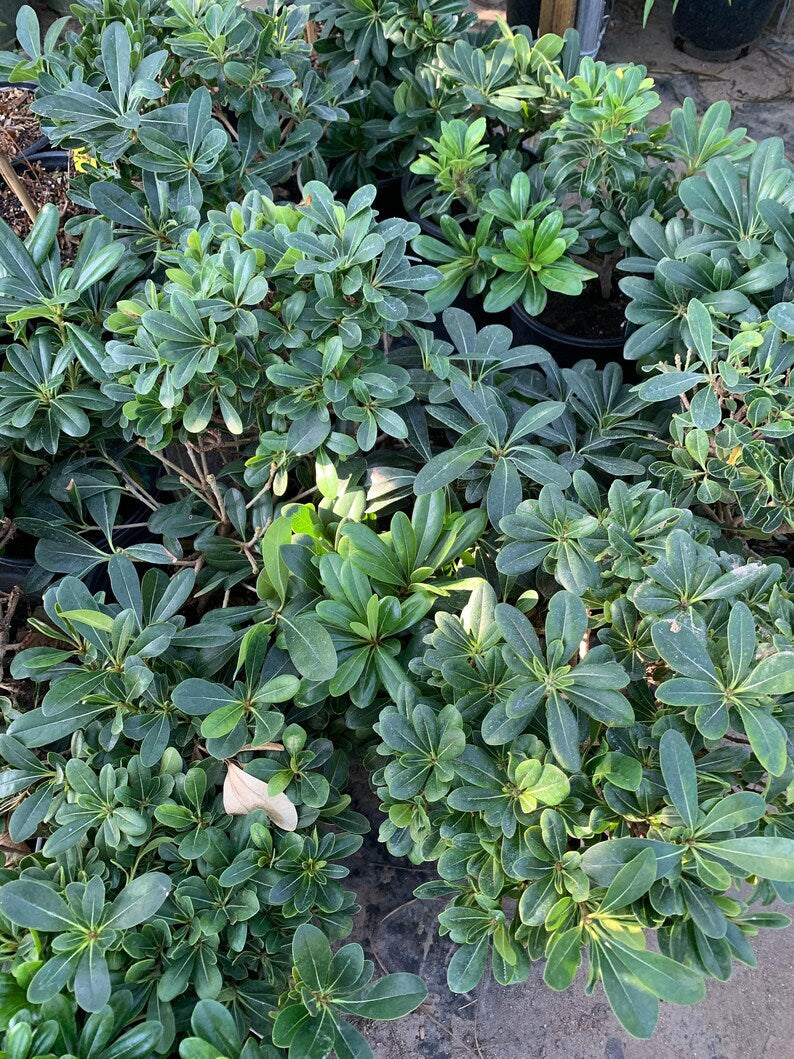 Live Tobira Green Plant in 6-Inch Pot | Pittosporum tobira Indoor Outdoor Shrub