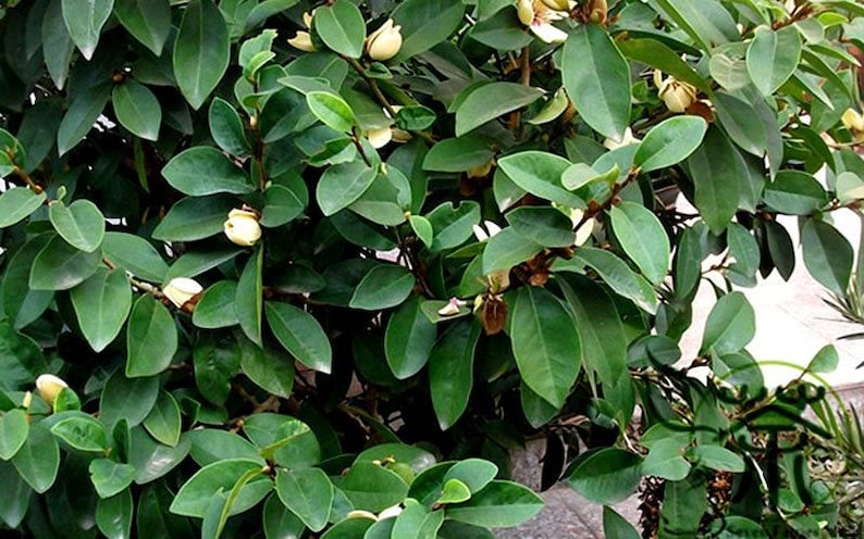 Banana Shrub Plant - 1 Gallon Michelia Figo with Fragrant Yellow Flowers for Scented Gardens