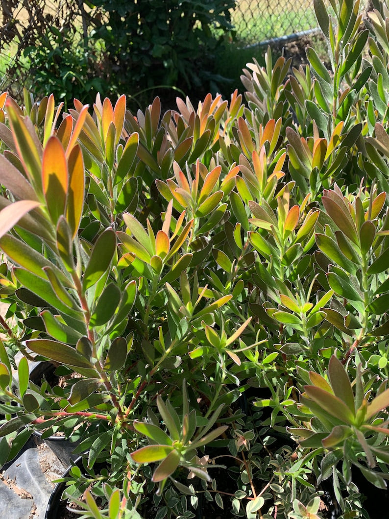 Leucadendron Safari Sunset Live Plant in 6" Pot – Evergreen Shrub with Red Floral Bracts, Full Sun, Hardy Zones 9-11